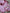 Gym+ Coffee Kids Polar Fleece in Pink Blossom