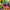 Goodr OG's Sunglasses Electric Dinotopia Carnival