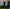 Adidas Copa Pure.1 FG Black